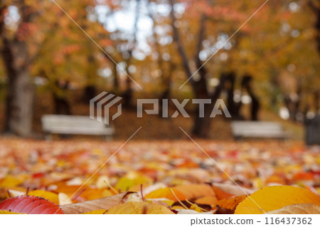 Fallen leaves in the autumn park Fallen leaves in the autumn park 116437362