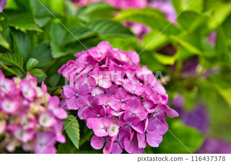 繡球花盛開的狐川 116437378