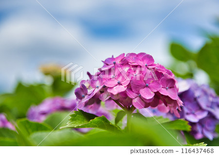 Kitsune River where hydrangeas are in full bloom Kitsune River where hydrangeas are in full bloom 116437468