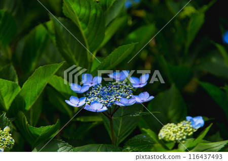 Kitsune River where hydrangeas are in full bloom Kitsune River where hydrangeas are in full bloom 116437493