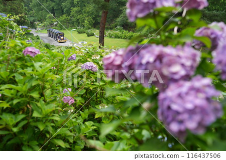 Taikoyama Land Hydrangea Festival and Train 5 Taikoyama Land Hydrangea Festival and Train 5 116437506