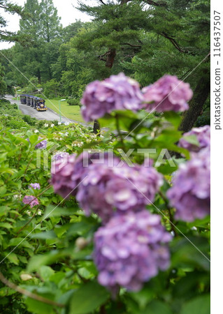 Taikoyama Land Hydrangea Festival and Train 6 Taikoyama Land Hydrangea Festival and Train 6 116437507
