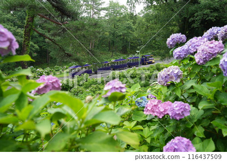 Taikoyama Land Hydrangea Festival and Train 8 Taikoyama Land Hydrangea Festival and Train 8 116437509