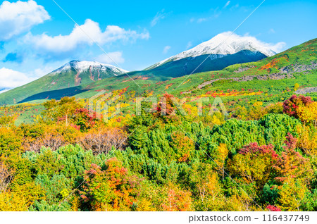 北海道白雪覆蓋的美瑛山和美瑛富士～從觀景台看紅葉～ 116437749