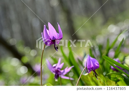佐野市卡塔庫里之裡盛開的卡塔庫栗花 佐野市卡塔庫里之裡盛開的卡塔庫栗花 116437805