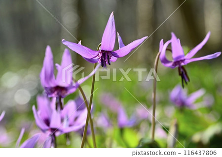 佐野市卡塔庫里之裡盛開的卡塔庫栗花 116437806