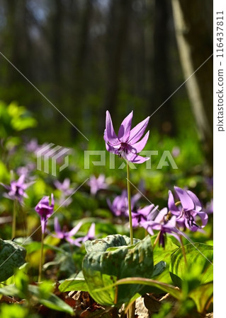 Katakuri flowers blooming in Katakuri Village, Sano City 116437811