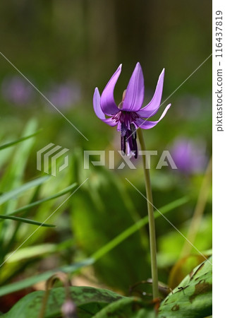 Katakuri flowers blooming in Katakuri Village, Sano City 116437819