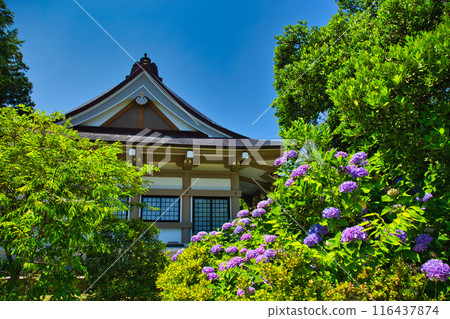 Spring at Shonenji Temple Spring at Shonenji Temple 116437874