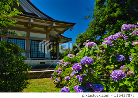 Spring at Shonenji Temple Spring at Shonenji Temple 116437875