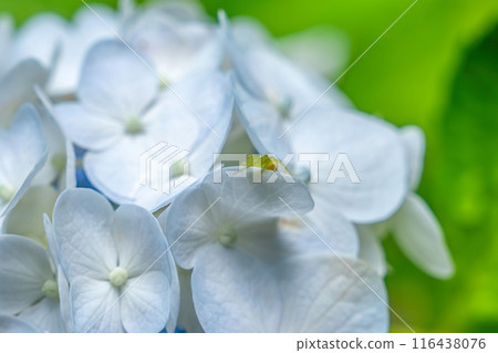 一隻棕色蜘蛛在盛開的淡藍色繡球花上放鬆 116438076