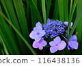 hydrangea   116438136