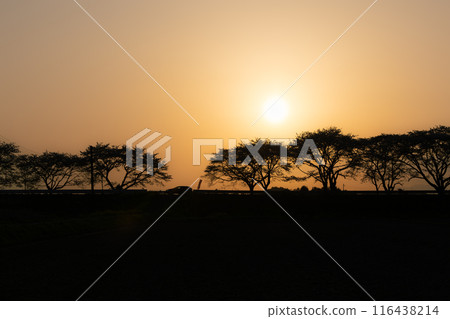 Miyagi: Minamikata Senbonzakura Drive Road at Sunset 116438214