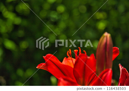 Yuri no Sato Park Yuri no Sato Park 116438503