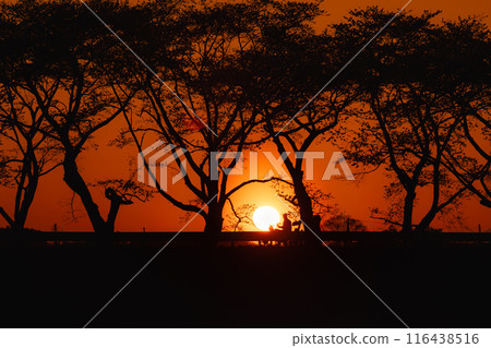 宮城日落水方千本櫻大道 116438516