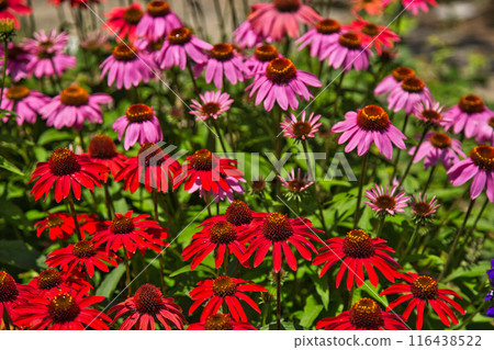 Yuri no Sato Park Yuri no Sato Park 116438522