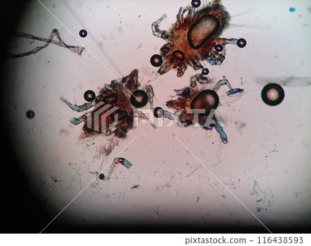 Ticks in the warehouse Ticks in the warehouse 116438593