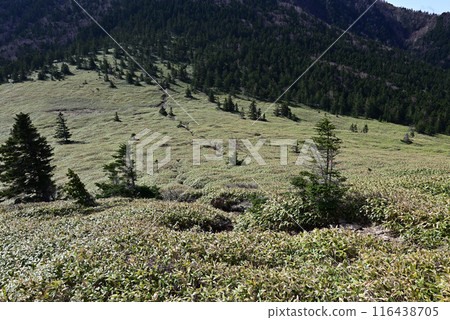 Climbing Mount Azuma, Nagano Prefecture, Gunma Prefecture 116438705