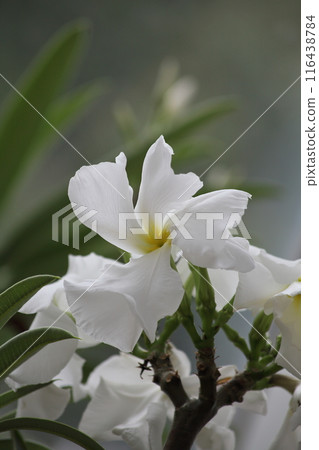 Pachypodium ramarei white flower 116438784