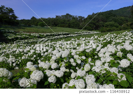 Nagatoro Flower Village, Chichibu District, Saitama Prefecture, blue sky at the Hanabishisou Garden, where white Annabelle hydrangeas fill the field in full bloom 116438912