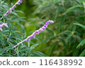 Amethyst sage with purple flowers 116438992