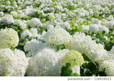 埼玉縣秩父郡長瀞町長瀞花之裡，盛開的白色繡球花安娜貝爾佈滿了整個地區。 116439023