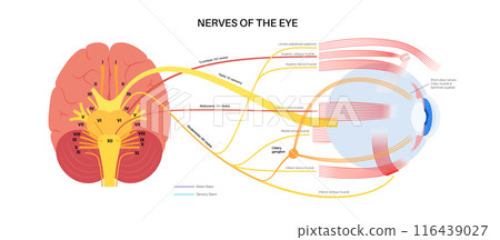 Motor nerves of the eye 116439027