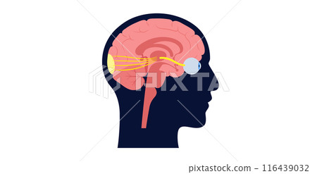 Optic nerve anatomy Optic nerve anatomy 116439032