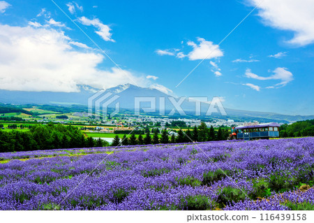 Lavender fields and Mount Tokachi 116439158
