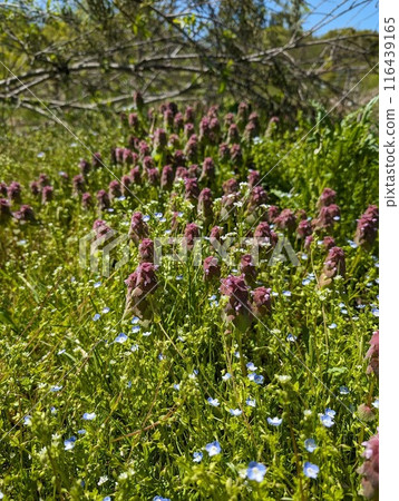 春天的里山兵團草叢 116439165