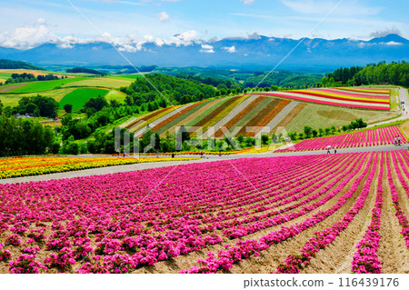 Pink flower hill Pink flower hill 116439176