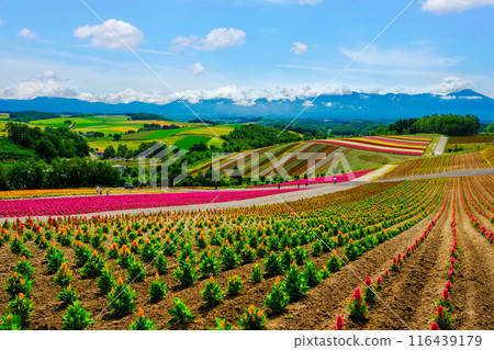 鄉村景觀與色彩繽紛的花田 鄉村景觀與色彩繽紛的花田 116439179
