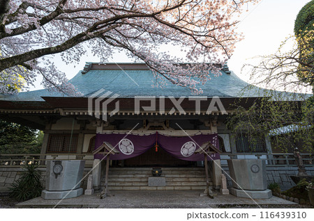 只園寺的櫻花 116439310