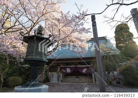Cherry blossoms at Gionji Temple Cherry blossoms at Gionji Temple 116439313