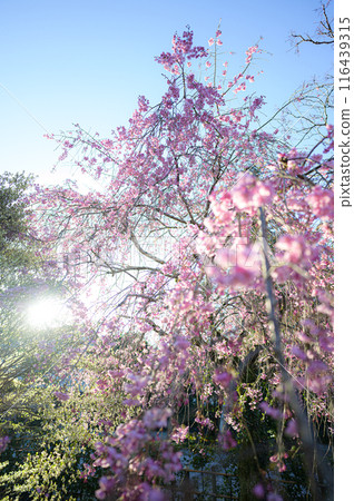 只園寺的櫻花 116439315