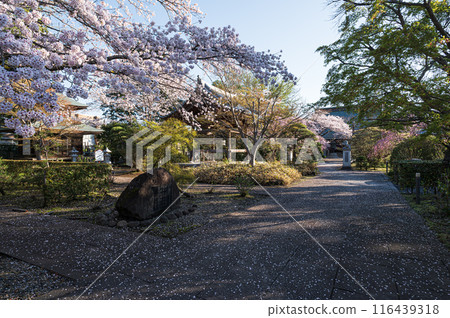 只園寺的櫻花 116439318