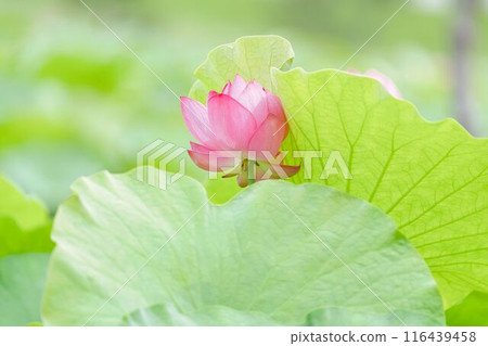 蓮花在風中開花 蓮花在風中開花 116439458