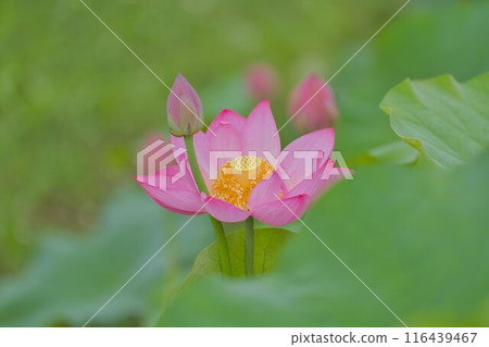 優雅的蓮花 優雅的蓮花 116439467