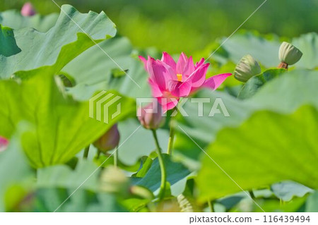 A lotus flower visible through the gaps of swaying leaves A lotus flower visible through the gaps of swaying leaves 116439494