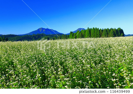 [Kumamoto Prefecture] Namino Soba flower field in full bloom on clear skies 116439499