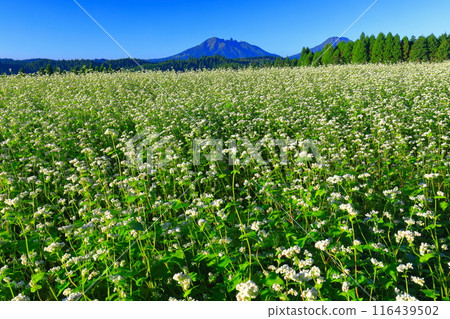 [Kumamoto Prefecture] Namino Soba flower field in full bloom on clear skies 116439502