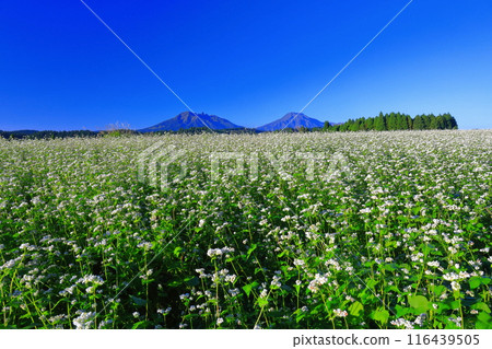 [Kumamoto Prefecture] Namino Soba flower field in full bloom on clear skies 116439505