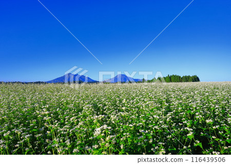 [Kumamoto Prefecture] Namino Soba flower field in full bloom on clear skies 116439506