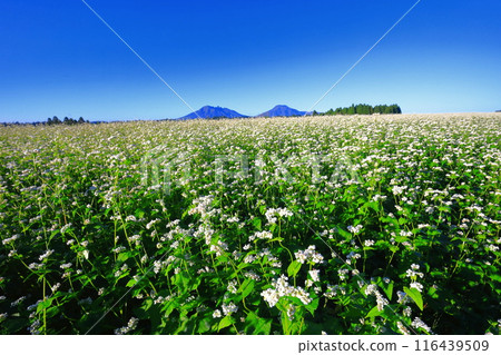 [Kumamoto Prefecture] Namino Soba flower field in full bloom on clear skies 116439509