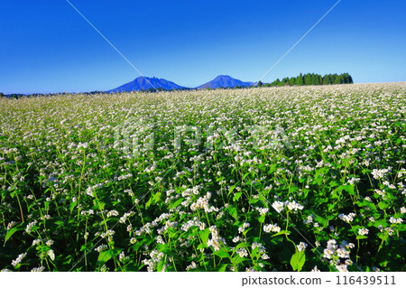 [Kumamoto Prefecture] Namino Soba flower field in full bloom on clear skies 116439511