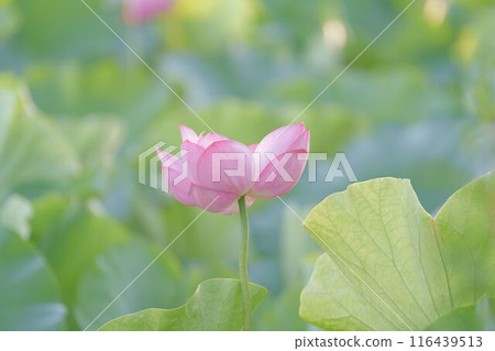 A lovely lotus flower 116439513