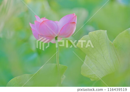 Floating lotus flower Floating lotus flower 116439519