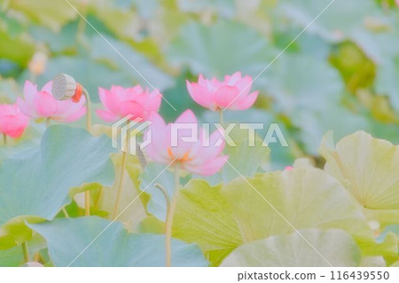 朦朧的蓮花 116439550