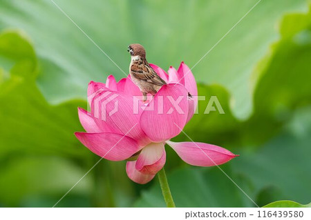 Sparrows on flowers Sparrows on flowers 116439580