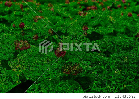 Lotus flower on the grass Lotus flower on the grass 116439582